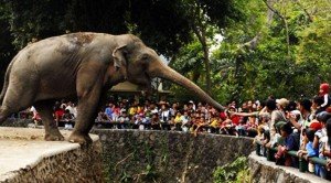 gajah-di-kebon-binatang-ragunan